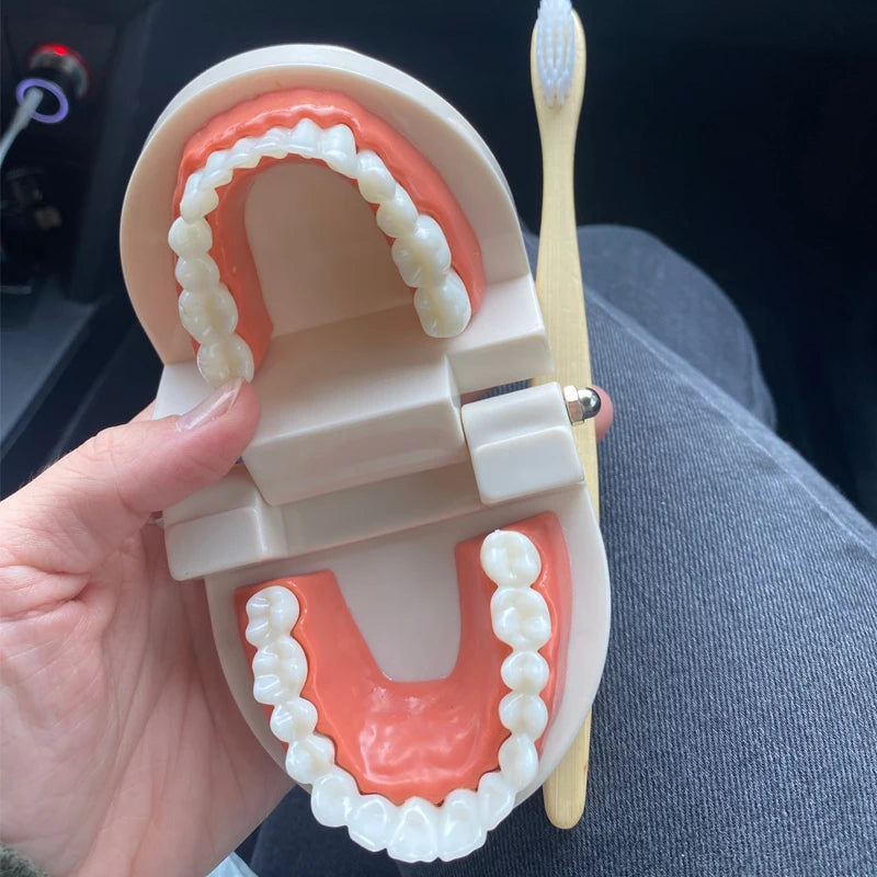 Montessori Educational Toys for Children Early Learning Kids Intelligence Brushing Tooth Teaching Aids Simulated Practical Life